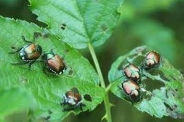 Popillia japonica - Piano d'azione 2026 per i Comuni ricadenti in zona infestata