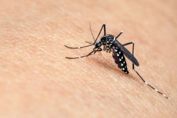 Misure di prevenzione alla circolazione del virus WEST NILE trasmesso dalla zanzara Culex
